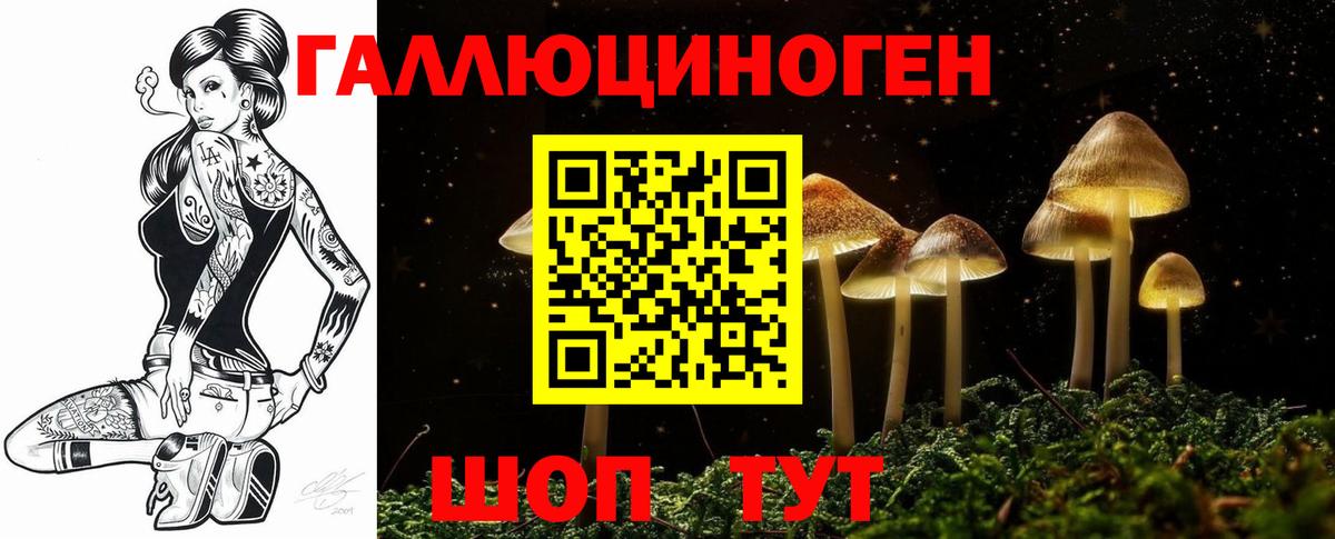 закладки  Кохма  Псилоцибиновые грибы Cubensis 